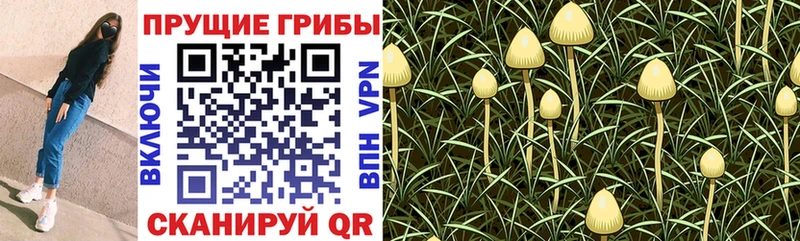 гидра ссылка  Звенигород  мориарти состав  Псилоцибиновые грибы GOLDEN TEACHER 